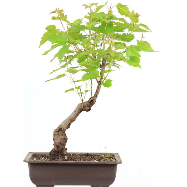 Acero ginnala, Bonsai, 10 anni, 44cm