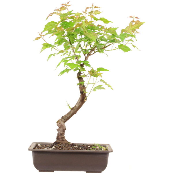 Acero ginnala, Bonsai, 10 anni, 45cm