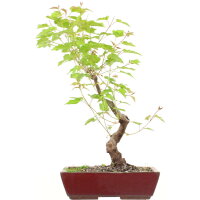 Amur maple, Bonsai, 11 years, 50cm