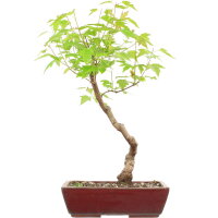 Feuerahorn, Bonsai, 11 Jahre, 50cm