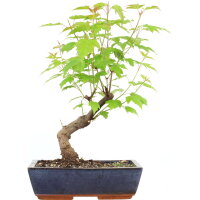 Amur maple, Bonsai, 11 years, 44cm