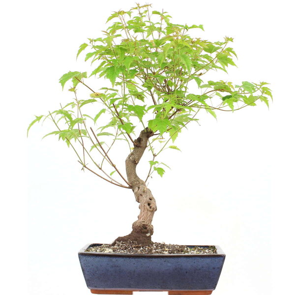 Amur maple, Bonsai, 11 years, 53cm