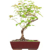 Amur maple, Bonsai, 11 years, 45cm