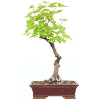 Feuerahorn, Bonsai, 11 Jahre, 54cm