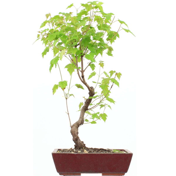 Amur maple, Bonsai, 11 years, 55cm