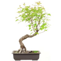Amur maple, Bonsai, 18 years, 53cm