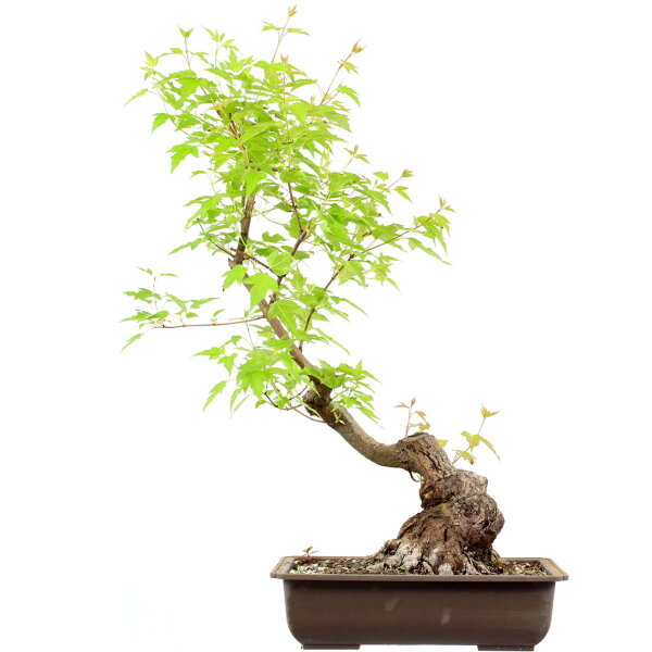 Acero ginnala, Bonsai, 18 anni, 60cm