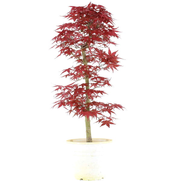 Japanese Deshojo Maple, Bonsai, 9 years, 58cm