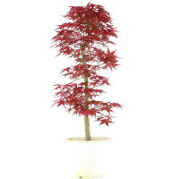 Acero palmato Deshojo, Bonsai, 9 anni, 58cm