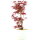 Acero palmato Deshojo, Bonsai, 9 anni, 47cm