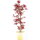 Acero palmato Deshojo, Bonsai, 9 anni, 65cm