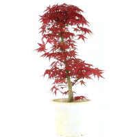 Acero palmato Deshojo, Bonsai, 9 anni, 51cm
