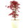 Klon palmowy Deshojo, Bonsai, 9 letnie, 44cm