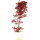 Japanischer Deshojo Fächerahorn, Bonsai, 9 Jahre, 64cm