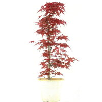 Acero palmato Deshojo, Bonsai, 9 anni, 57cm