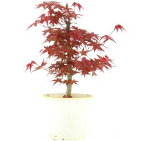 Japanese Deshojo Maple, Bonsai, 9 years, 41cm