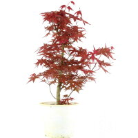 Acero palmato Deshojo, Bonsai, 9 anni, 50cm