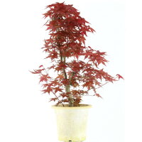 Japanese Deshojo Maple, Bonsai, 9 years, 56cm