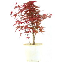 Japanese Deshojo Maple, Bonsai, 9 years, 46cm