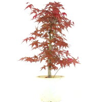 Acero palmato Deshojo, Bonsai, 9 anni, 52cm