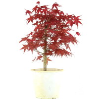 Japanese Deshojo Maple, Bonsai, 9 years, 43cm
