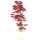 Japanischer Deshojo Fächerahorn, Bonsai, 9 Jahre, 57cm