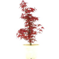 Acero palmato Deshojo, Bonsai, 9 anni, 55cm