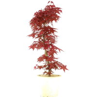 Acero palmato Deshojo, Bonsai, 9 anni, 53cm