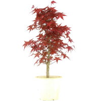 Acero palmato Deshojo, Bonsai, 9 anni, 50cm