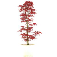 Acero palmato Deshojo, Bonsai, 9 anni, 58cm