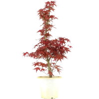 Acero palmato Deshojo, Bonsai, 9 anni, 61cm