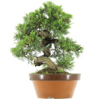 Chinese Juniper, Prebonsai, 30 years, 42cm