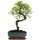 Chinese elm, Bonsai, 10 years, 36cm
