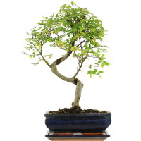 Chinese elm, Bonsai, 10 years, 37cm