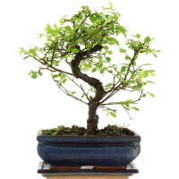 Chinesische Ulme, Bonsai, 10 Jahre, 30cm