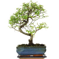 Chinese elm, Bonsai, 10 years, 34cm