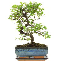 Chinese elm, Bonsai, 10 years, 30cm