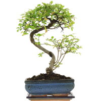 Chinese elm, Bonsai, 10 years, 35cm