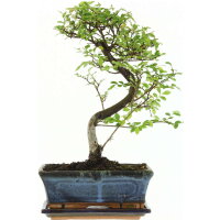 Chinesische Ulme, Bonsai, 10 Jahre, 34cm