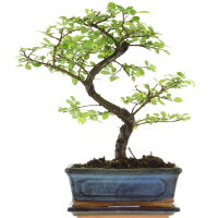 Chinese elm, Bonsai, 10 years, 32cm