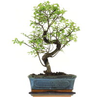 Chinesische Ulme, Bonsai, 10 Jahre, 34cm