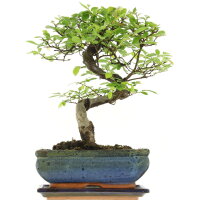 Chinese elm, Bonsai, 10 years, 29cm