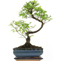 Chinese elm, Bonsai, 10 years, 39cm