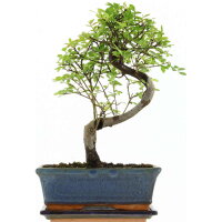 Chinesische Ulme, Bonsai, 10 Jahre, 33cm