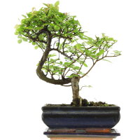 Chinese elm, Bonsai, 10 years, 31cm