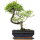 Chinese elm, Bonsai, 10 years, 31cm