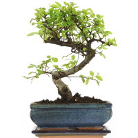 Chinesische Ulme, Bonsai, 10 Jahre, 30cm