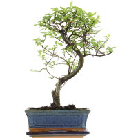 Chinese elm, Bonsai, 10 years, 35cm