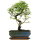Chinese elm, Bonsai, 10 years, 33cm