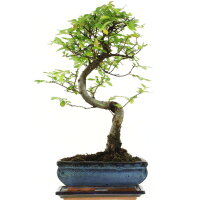 Chinese elm, Bonsai, 10 years, 38cm